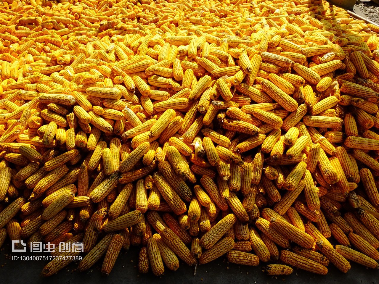 2021年9月12日,湖北宜昌市夷陵区分乡镇插旗村,农家晾晒农产品玉米,呈现丰收景象。